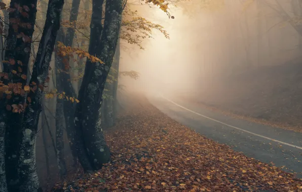 Дорога, осень, туман