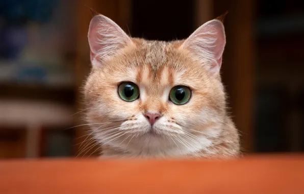 Кошка, взгляд, поза, темный фон, котенок, портрет, рыжий, мордашка