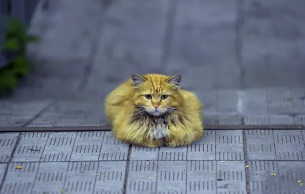 Кошка, взгляд, улица