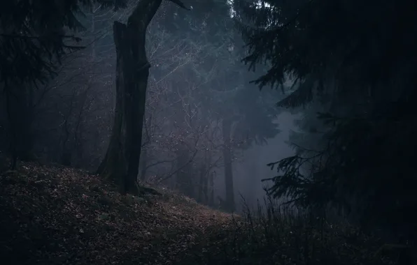 Картинка лес, деревья, природа, туман, Германия, Germany, Фельдберг, Feldberg