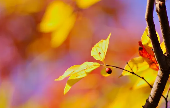 Листья, макро, фон, дерево, обои, размытие, ветка, желтые