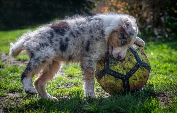 Игра, мяч, собака, щенок