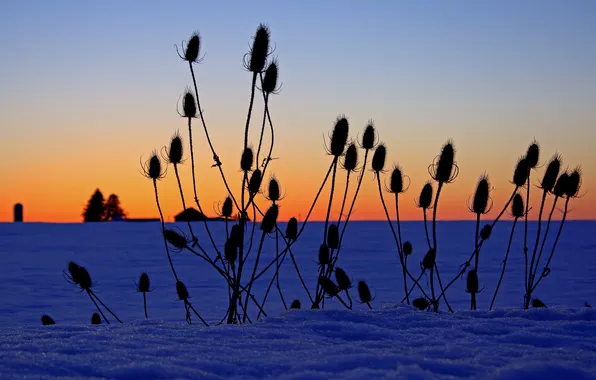 Картинка зима, поле, небо, трава, снег, растение, горизонт, силуэт