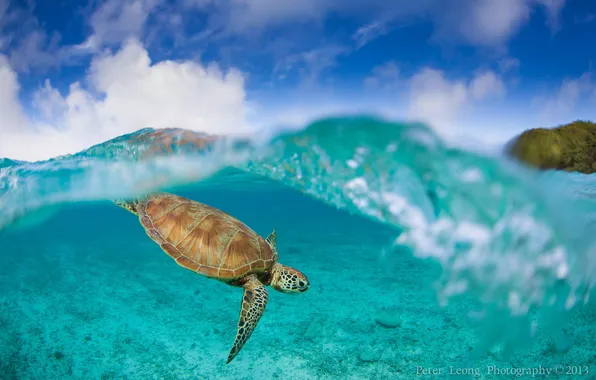 Картинка вода, океан, черепаха, подводный мир