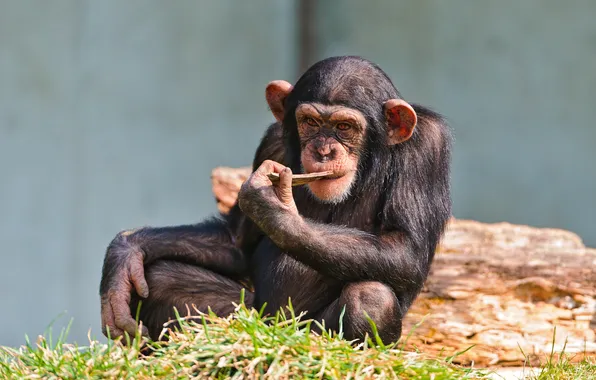 Картинка задумчивость, обезьяна, мыслитель, шимпанзе