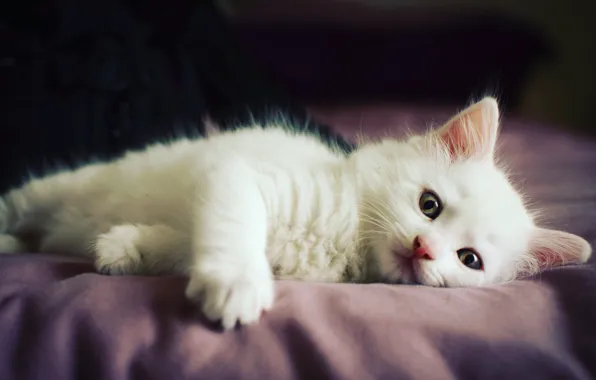 Картинка кошка, белый, взгляд, темный фон, малыш, ткань, лежит, котёнок