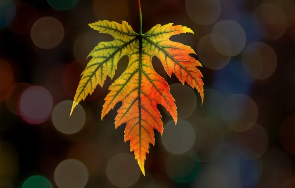 Осень, природа, лист, блик
