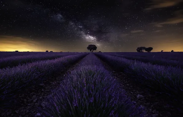 Картинка поле, небо, звезды, sky, field, stars, лаванда, lavender