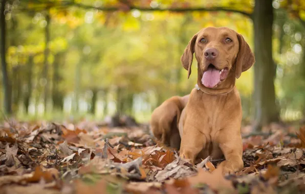 Картинка осень, листья, собака, боке, венгерская выжла