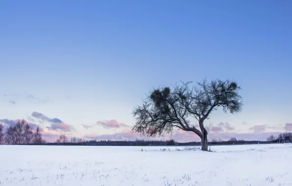 Twilight, winter, snow, tree