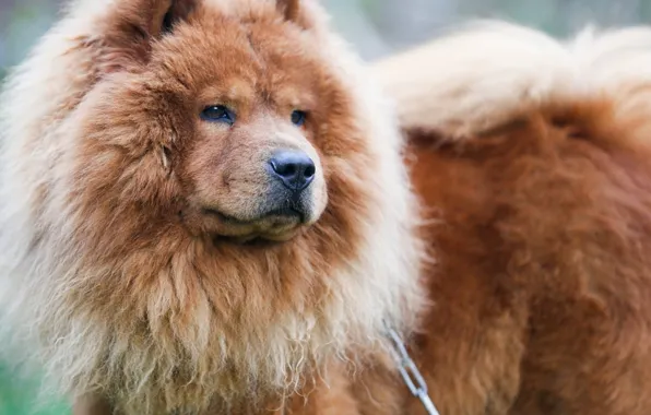 Animals, dog, mammal, animal themes, one animal, adult chow chow
