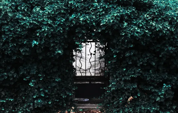 Листья, дверь, калитка