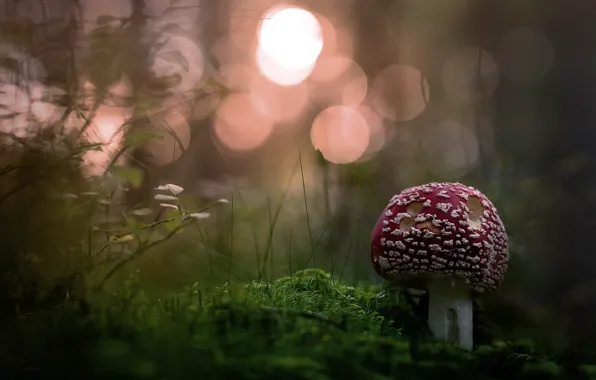Картинка лес, природа, грибы