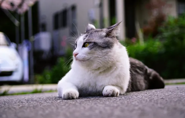 Дорога, машина, кошка, кот, взгляд, поза, улица, лежит