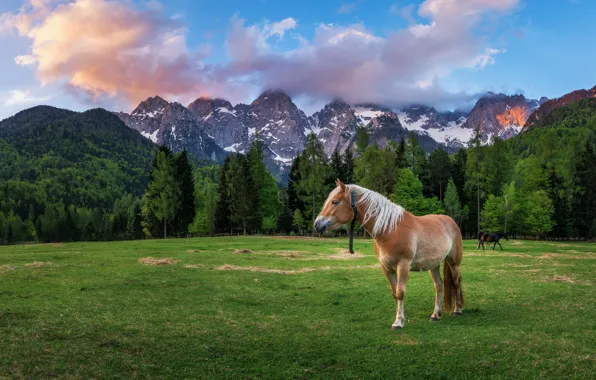 Картинка поле, лес, пейзаж, горы, природа, конь, лошадь, Альпы
