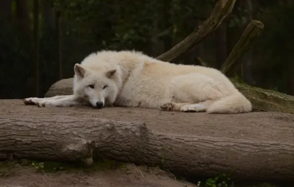 Картинка nature, predator, animal, wolf, wildlife, portrait, arctic wolf, portrait.