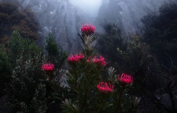 Цветы, горы, природа, туман, скалы, растительность, Австралия, Тасмания