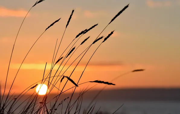 Sun, sunset, lake, vegetation