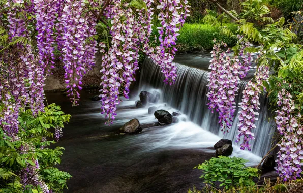 Лето, цветы, камни, берег, водопад, красота, водоем, соцветия