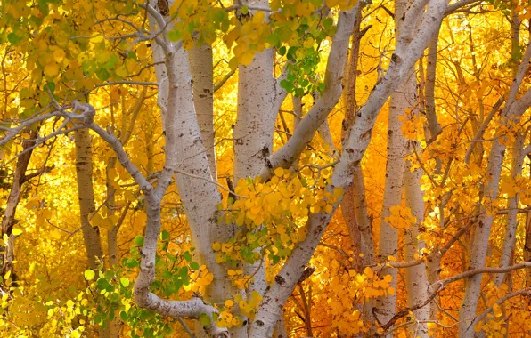 Картинка Fall, Trees, Autumn Colors