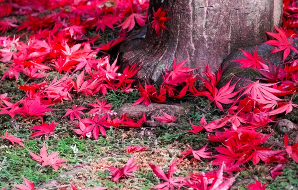 Картинка осень, листья, природа, дерево