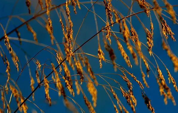 Картинка осень, небо, трава, природа, растение