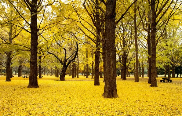 Картинка осень, листья, деревья, желтый, парк, скамейки