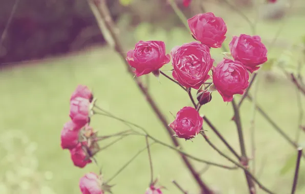 Цветы, розы, лепестки, кусты