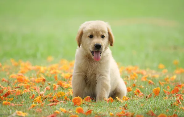 Картинка трава, цветы, парк, милый, щенок, golden, лужайка, puppy