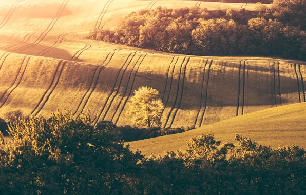 Field, sunset, plantation