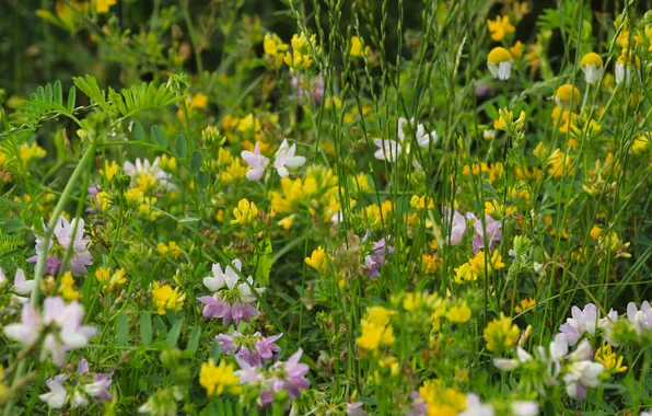 Картинка flowers, meadow, blooming