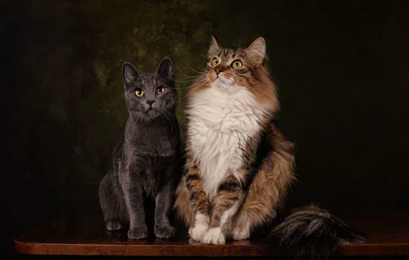 Кошка, кот, взгляд, кошки, поза, темный фон, стол, серый