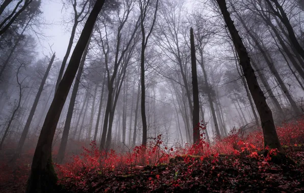 Осень, лес, природа