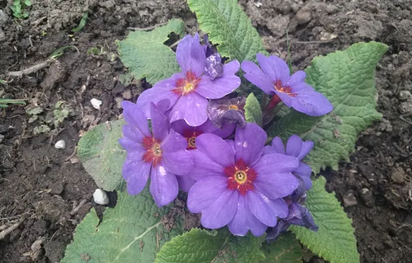 Цветочки, Фиолетовые цветы, Purple flowers, Примула