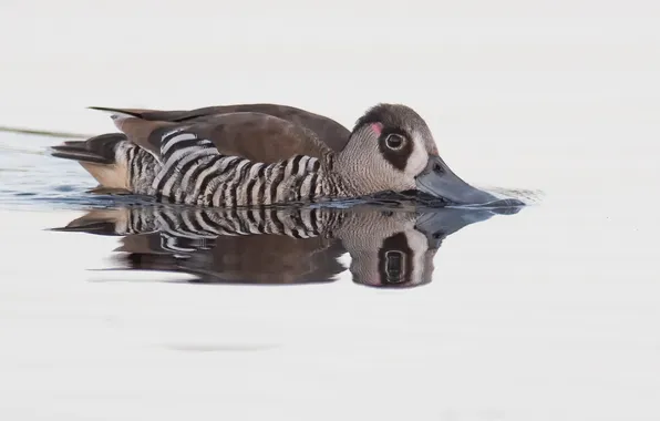 Вода, отражение, утка