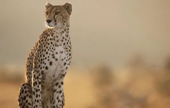 Картинка даль, Гепард, Cheetah, разглядывает