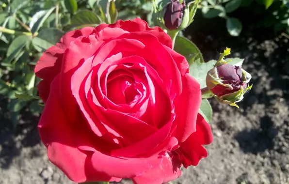 Цветы, роза, Flower, крассная
