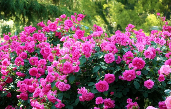 Розы, Япония, Japan, Kyoto, Киото, кусты, Ботанический сад, Kyoto Botanical Garden