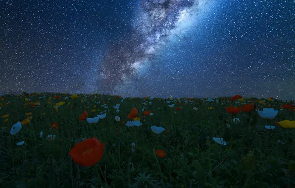 Картинка поле, небо, звезды, цветы, ночь, луг