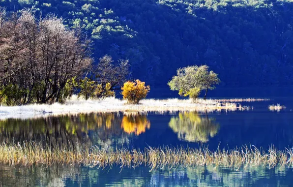Деревья, озеро, отражение, склон