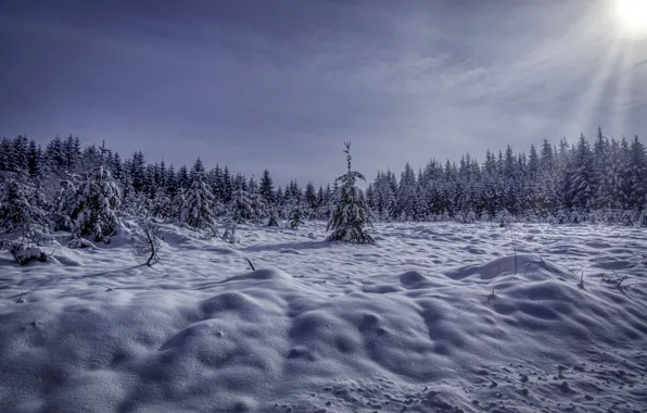 Картинка зима, лес, снег, утро