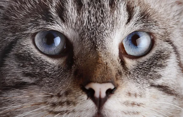 Кошка, глаза, кот, взгляд, морда
