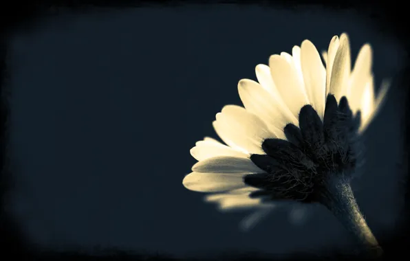 Картинка макро, чёрно-белое, фон, обои, цветок, лепестки, растение, фото