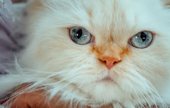 Взгляд, мордочка, голубые глаза, Гималайская кошка