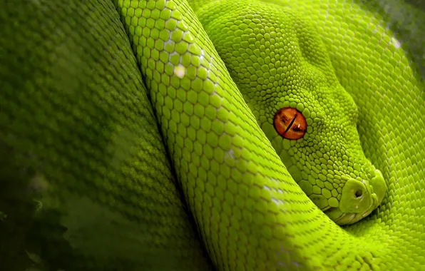 Snake, Green, jungle, reptile, camouflage