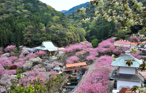 Япония, Japan, крыши домов, лесистые холмы, цветение сакуры, Oita