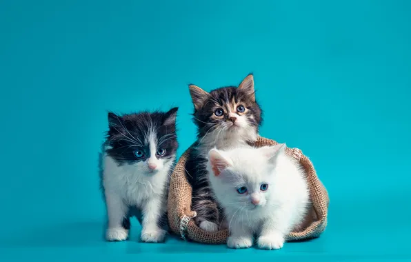 Взгляд, кошки, поза, котенок, котята, трио, голубой фон, три котенка