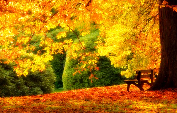 Осень, трава, листья, деревья, скамейка, природа, парк, colors