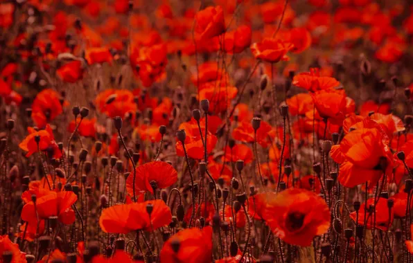 Картинка лето, цветы, красный, яркие, мак, маки, луг, много