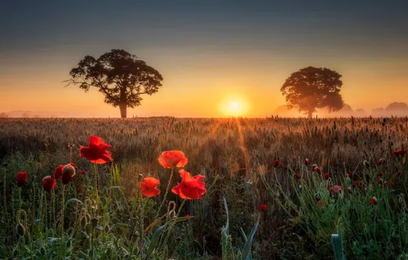Картинка поле, лето, деревья, закат, цветы, маки